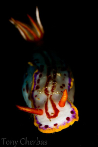 Snootibranch by Tony Cherbas 